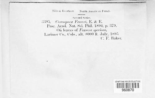 Pseudocercospora fraserae image